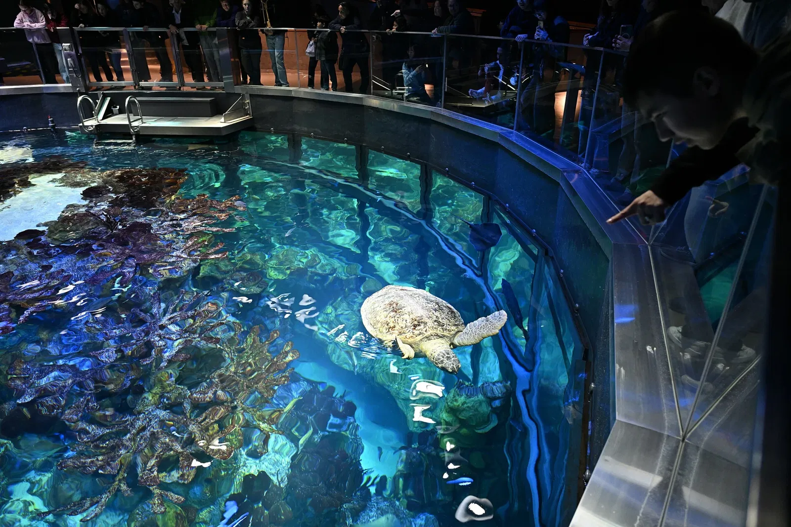New England Aquarium
