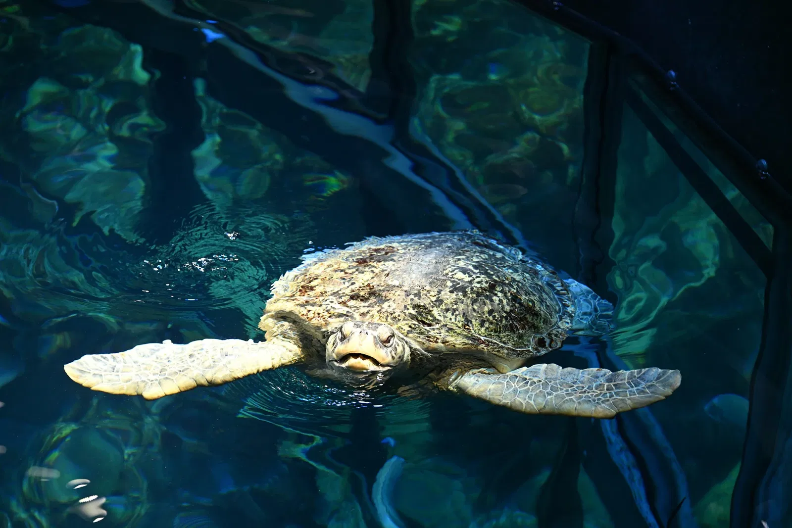 New England Aquarium