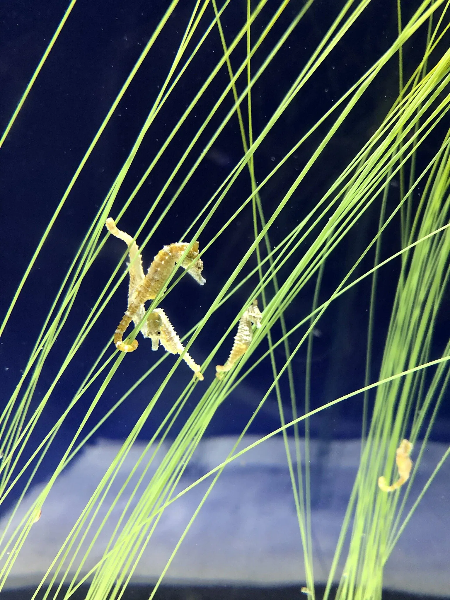 New England Aquarium