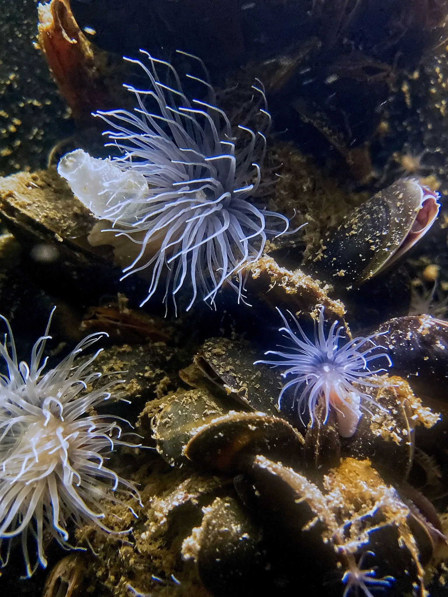 New England Aquarium