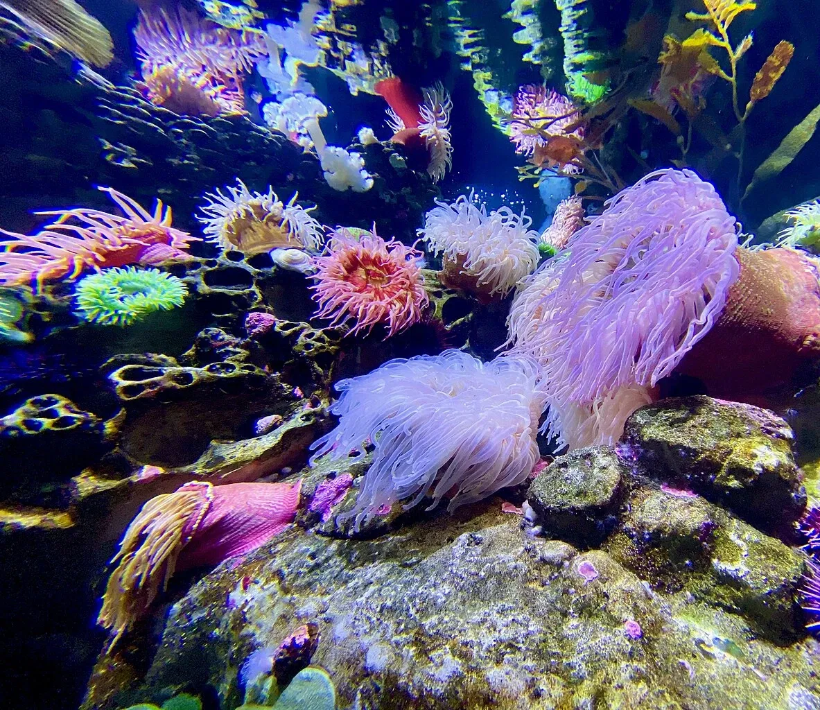 New England Aquarium