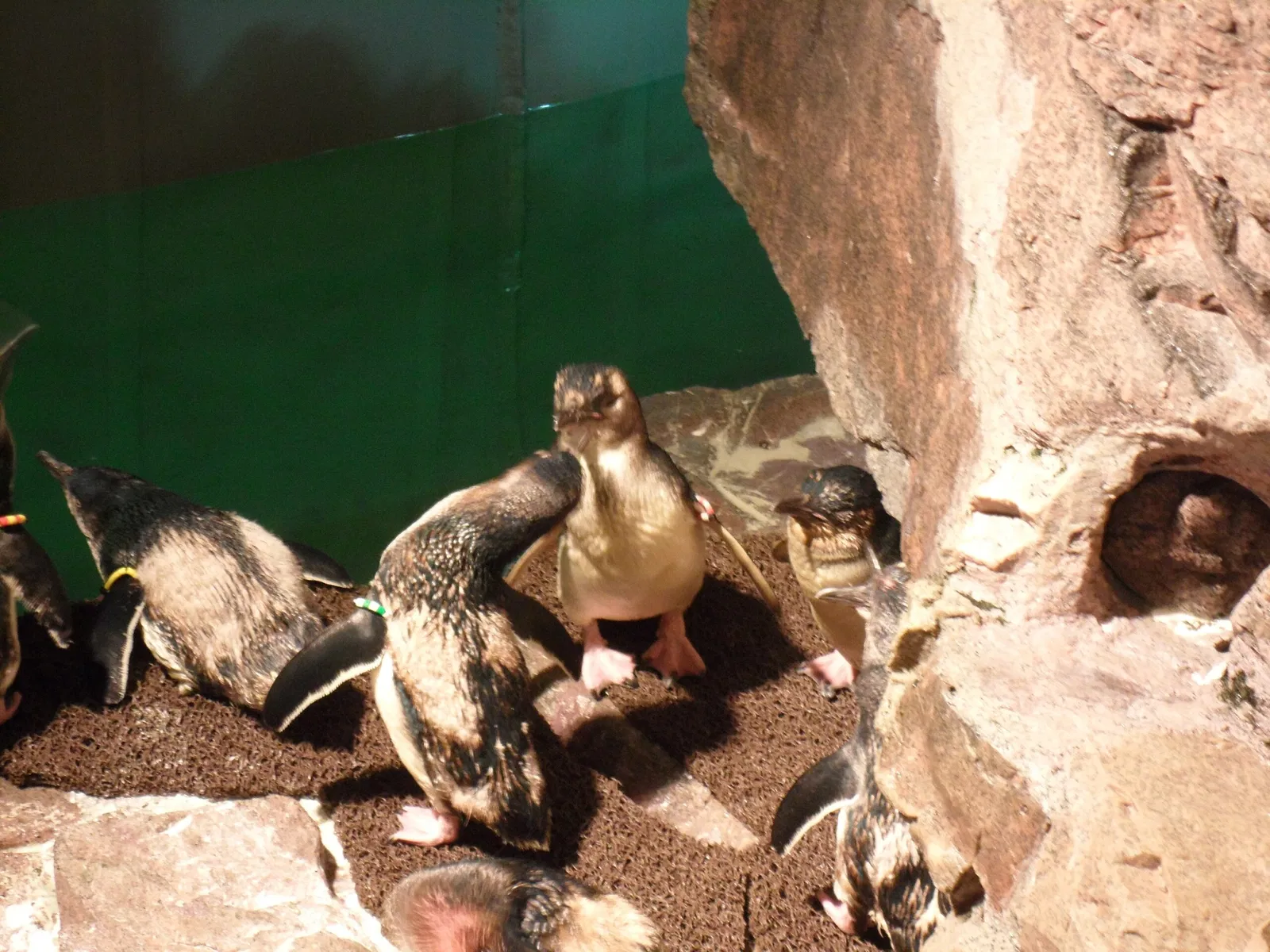 New England Aquarium