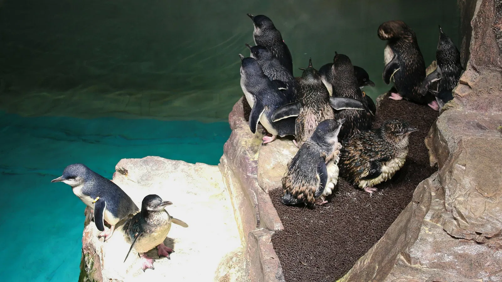 New England Aquarium