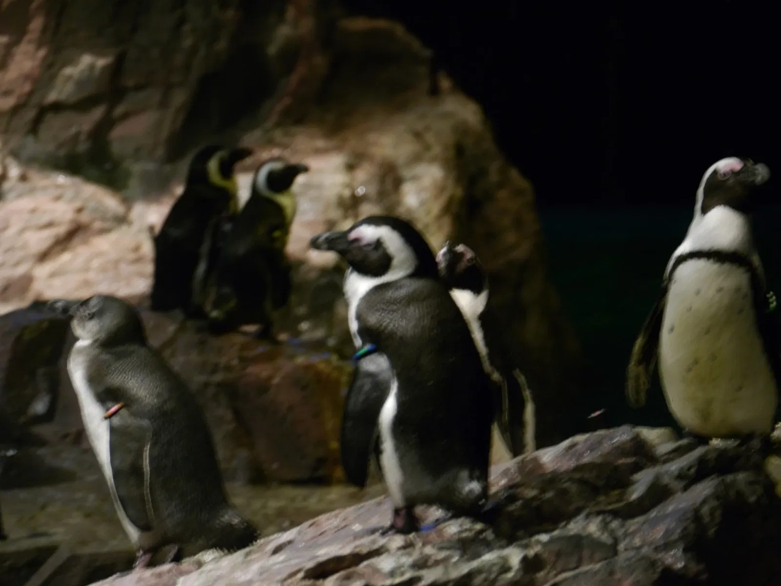 New England Aquarium