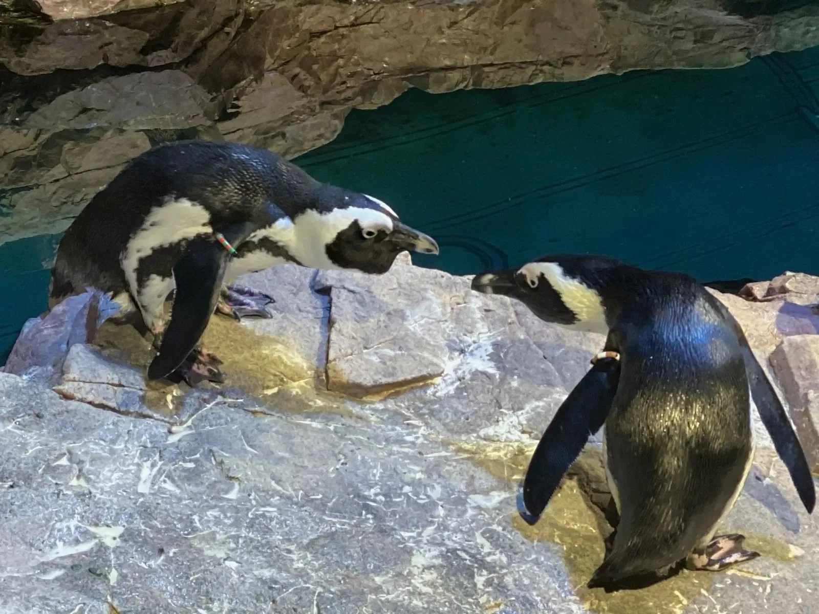 New England Aquarium