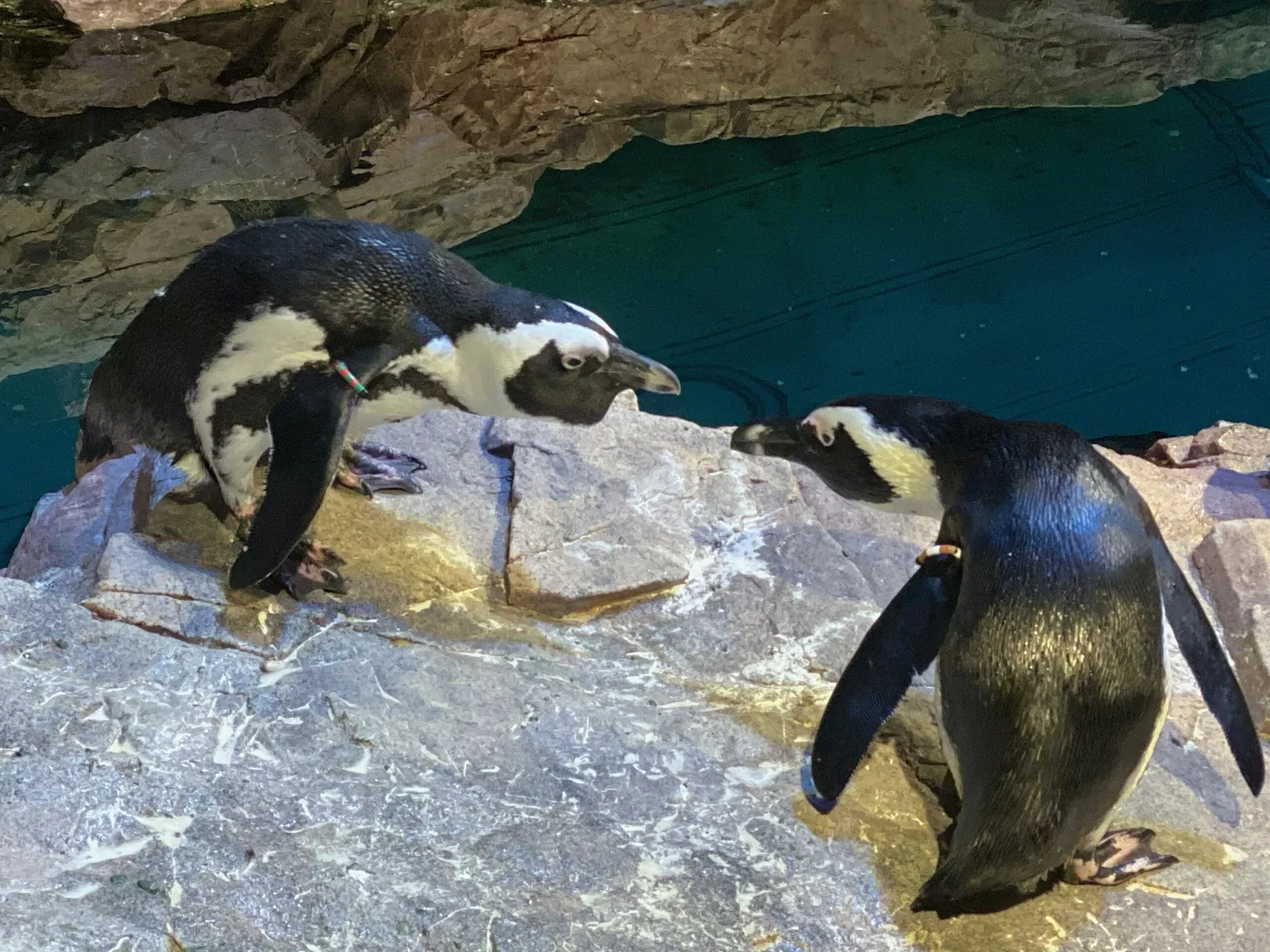 New England Aquarium
