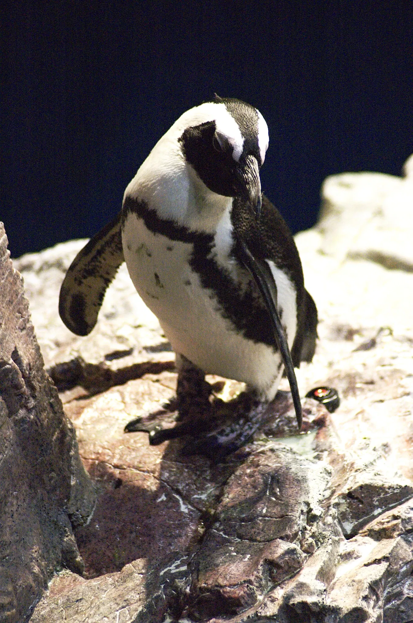 New England Aquarium