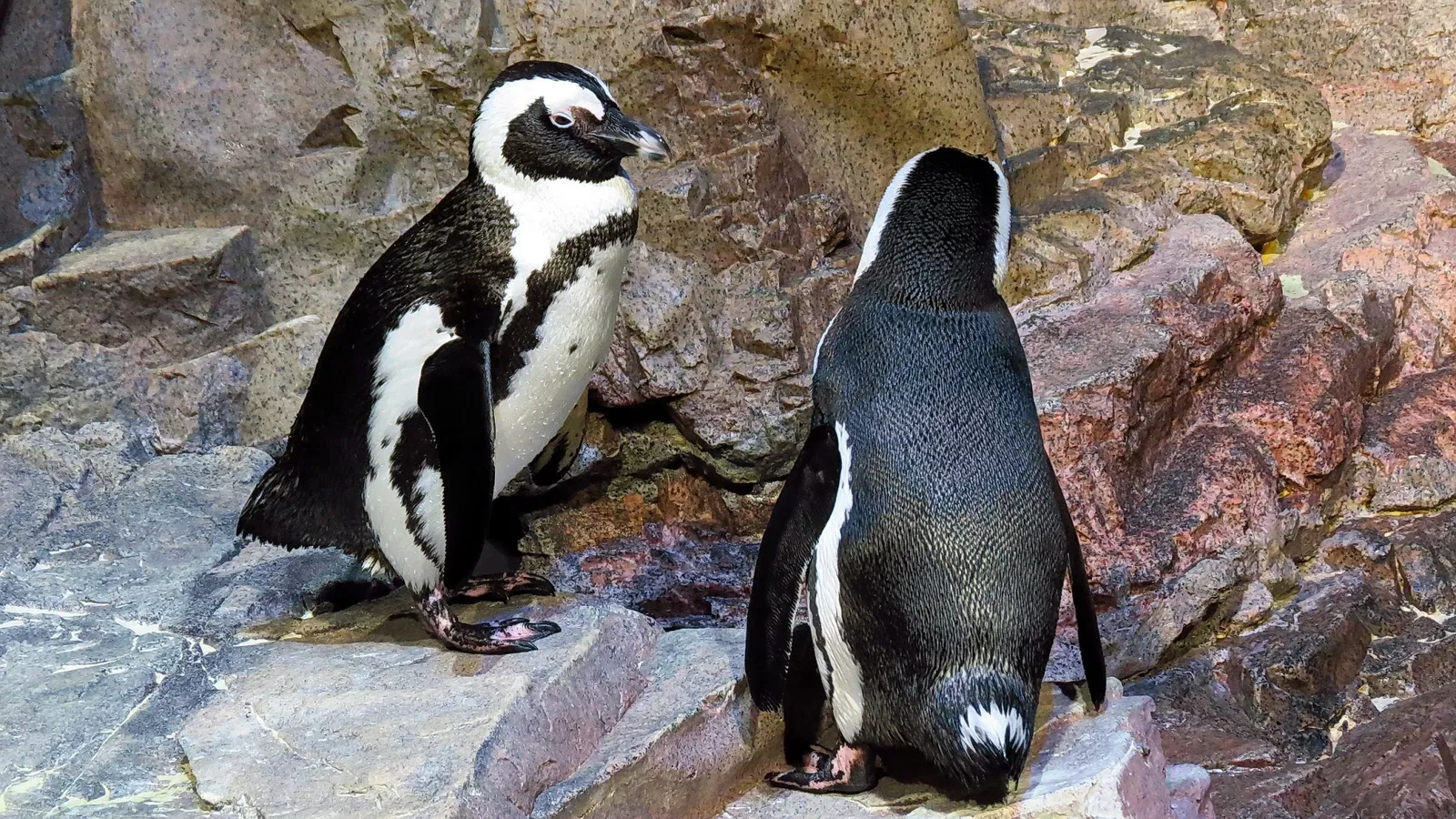 New England Aquarium