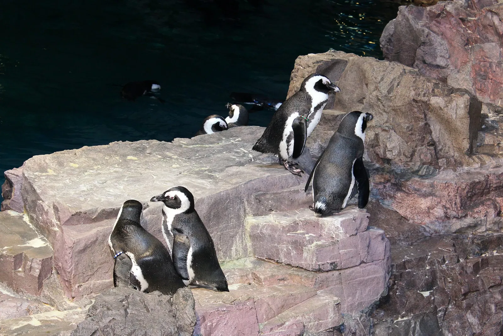 New England Aquarium