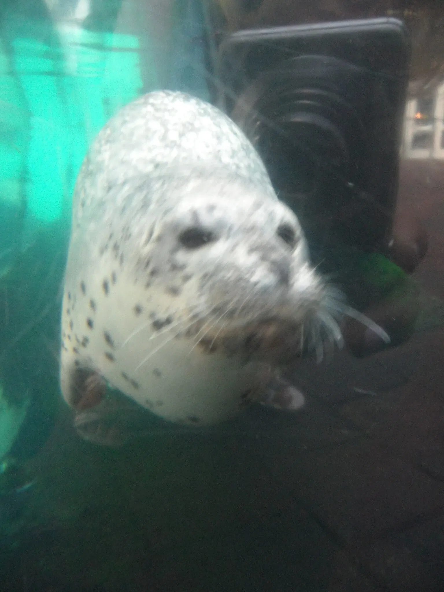 New England Aquarium