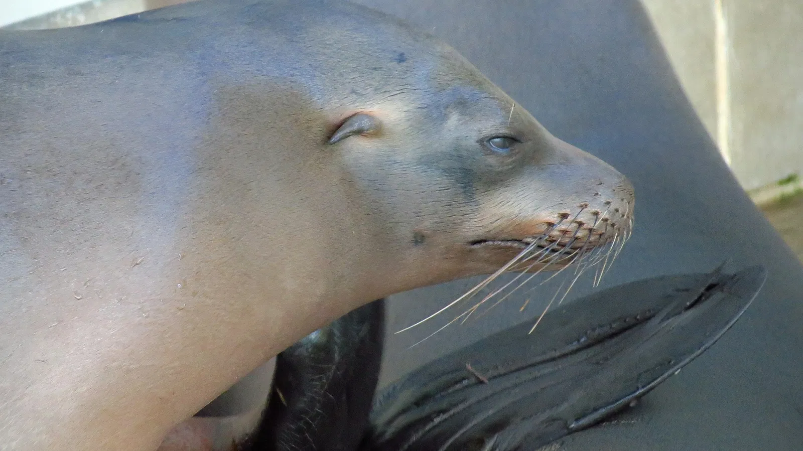 New England Aquarium