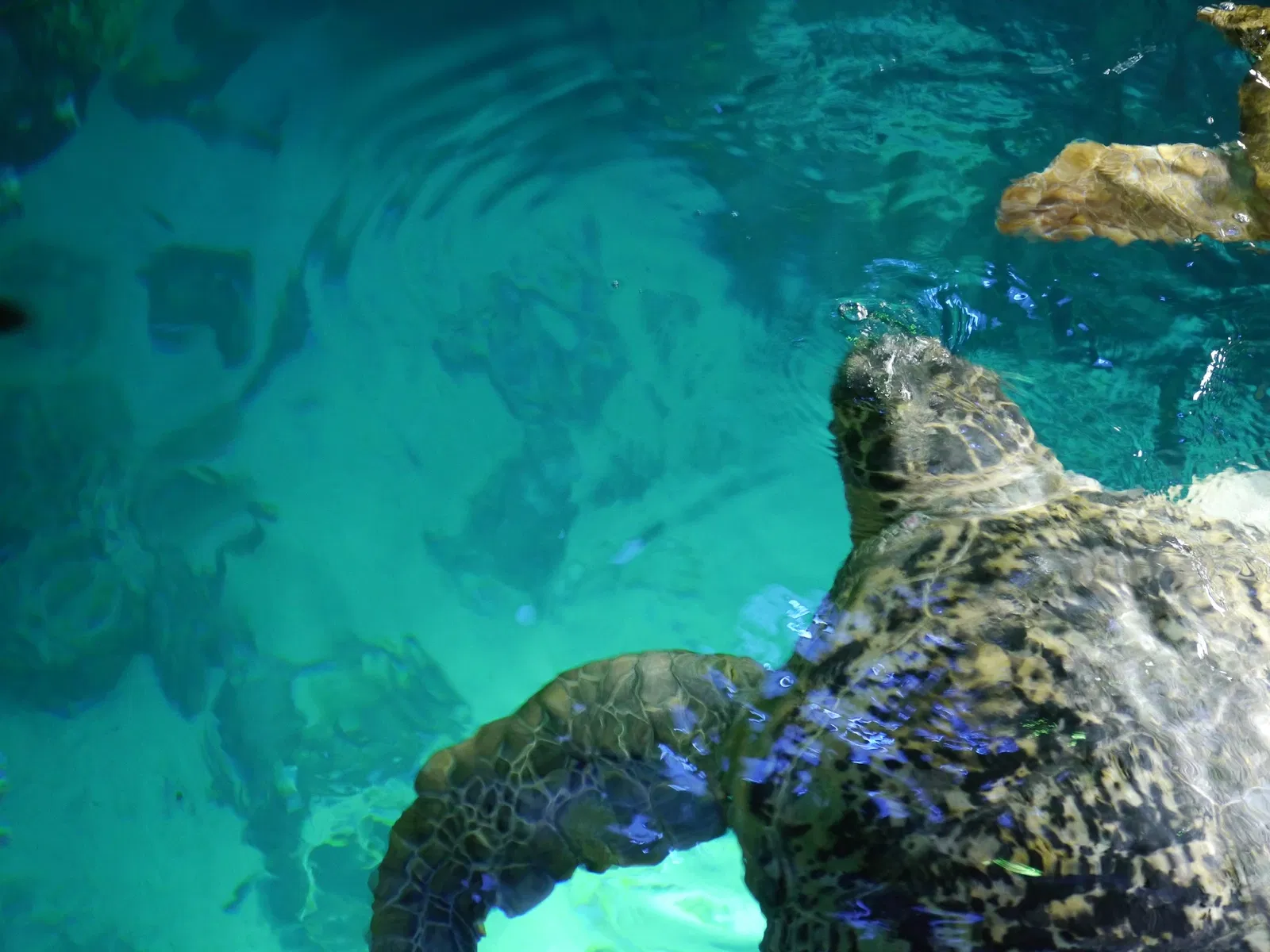 New England Aquarium