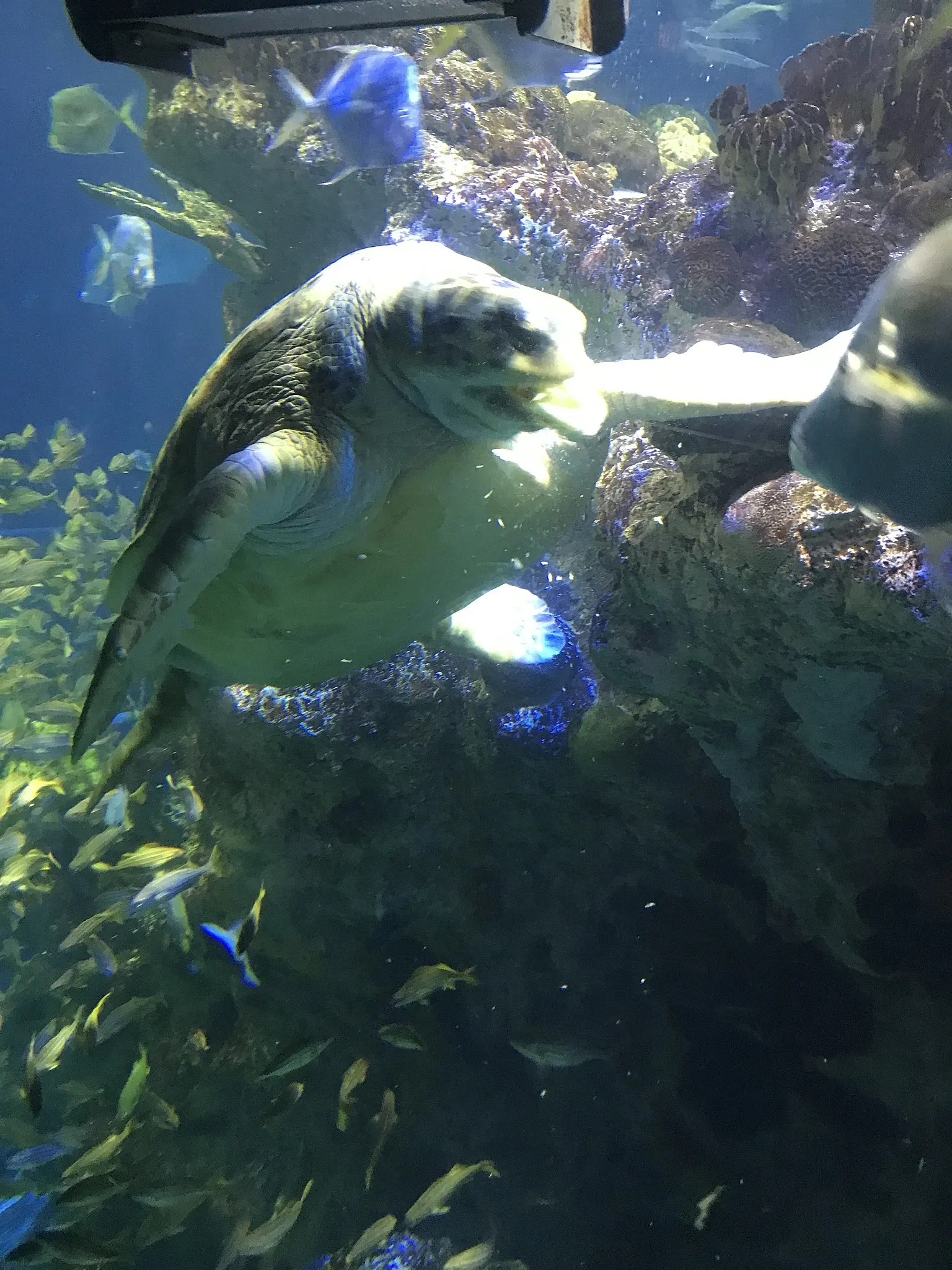 New England Aquarium