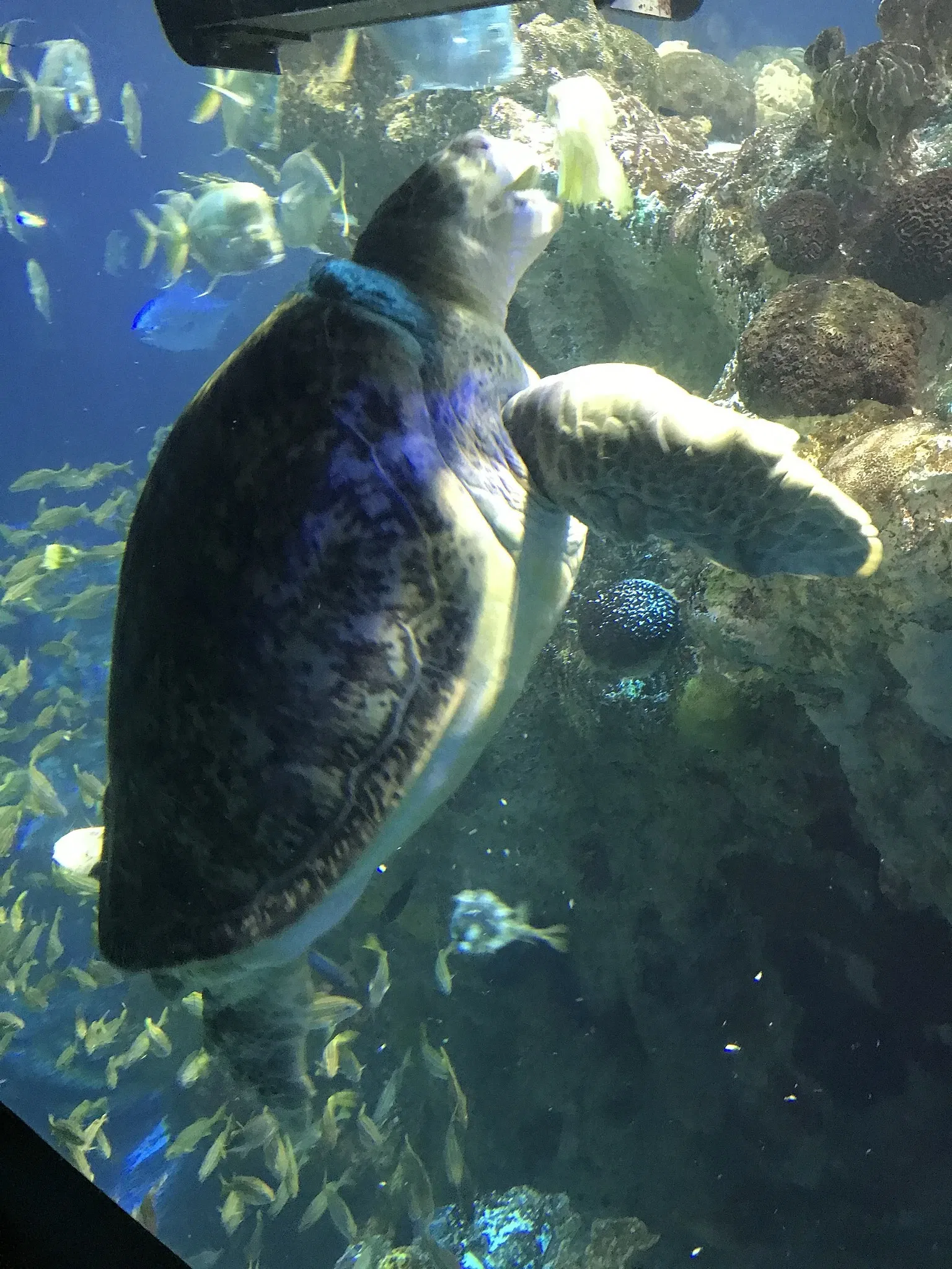 New England Aquarium