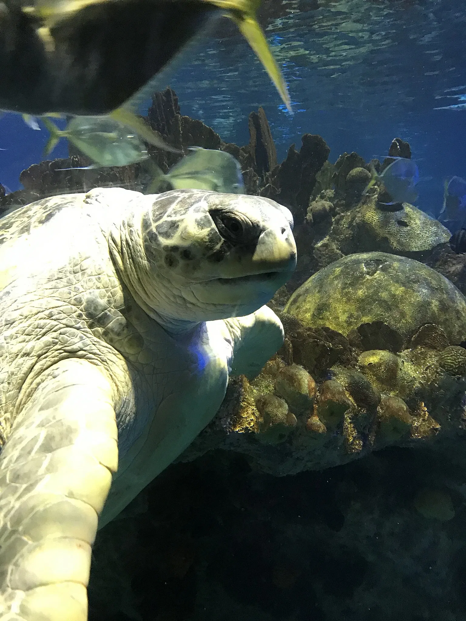 New England Aquarium