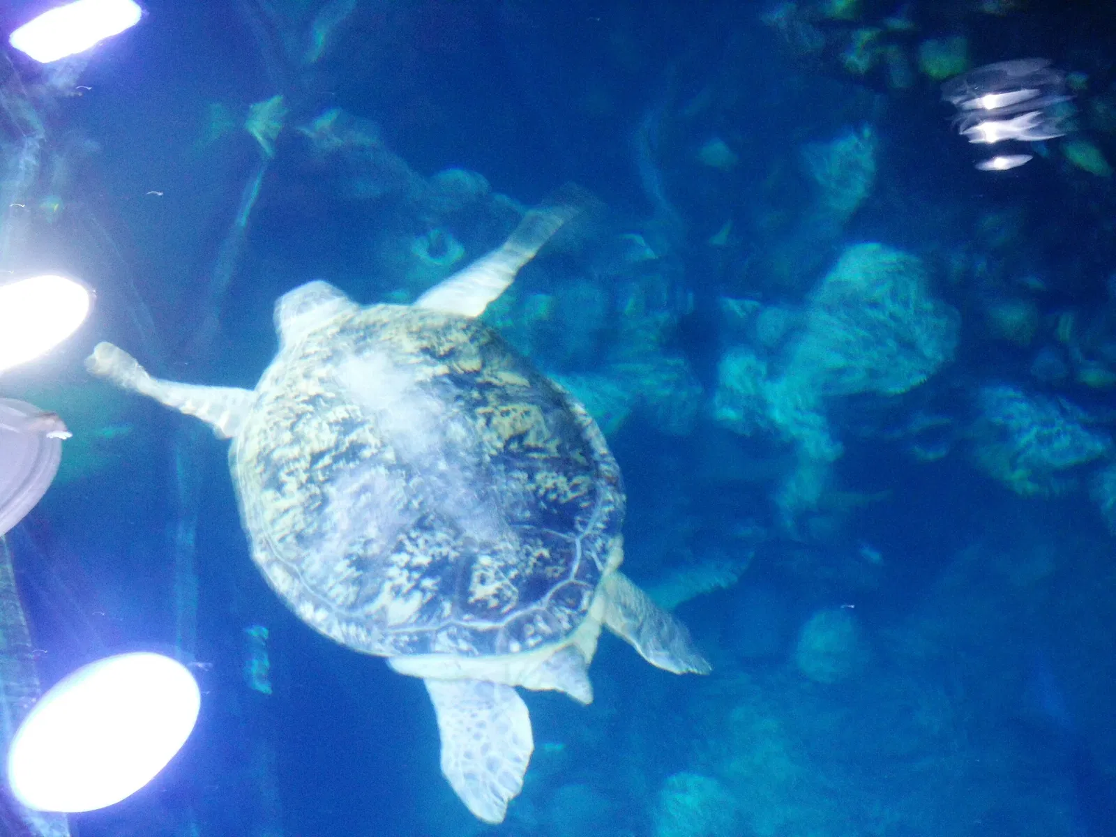 New England Aquarium