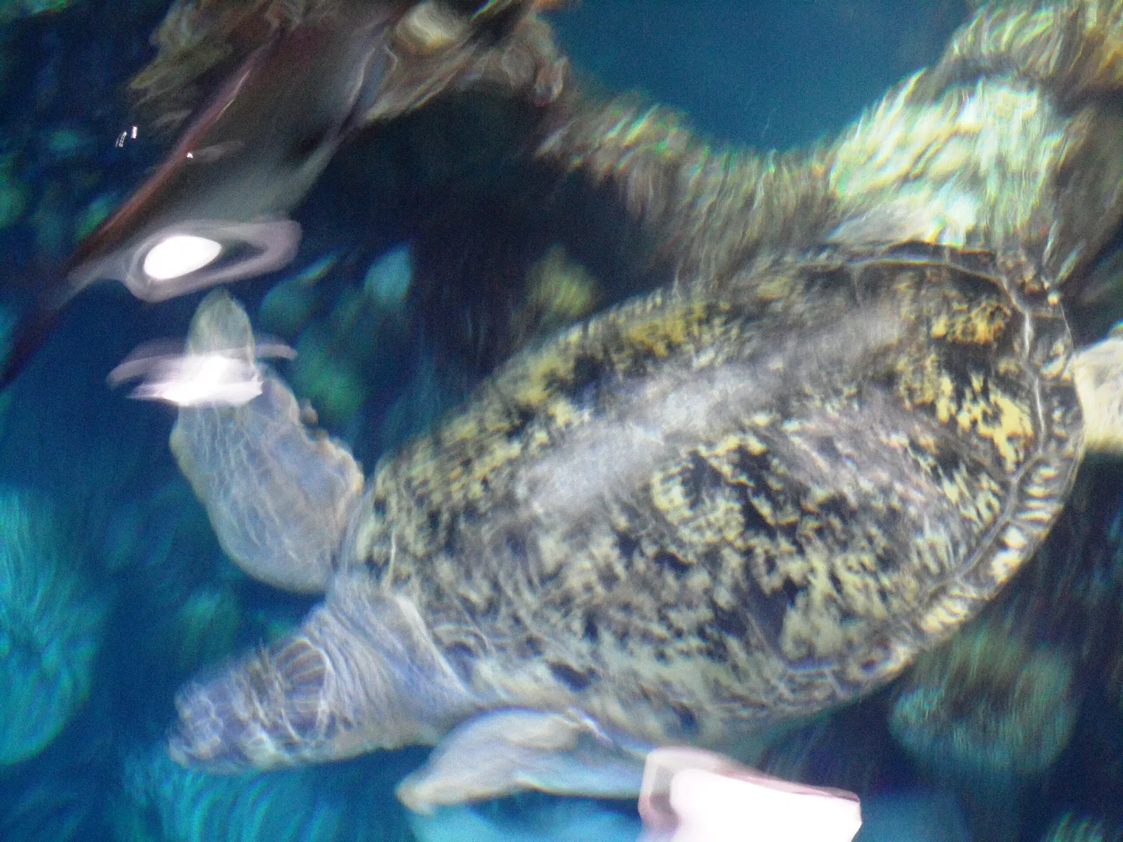 New England Aquarium