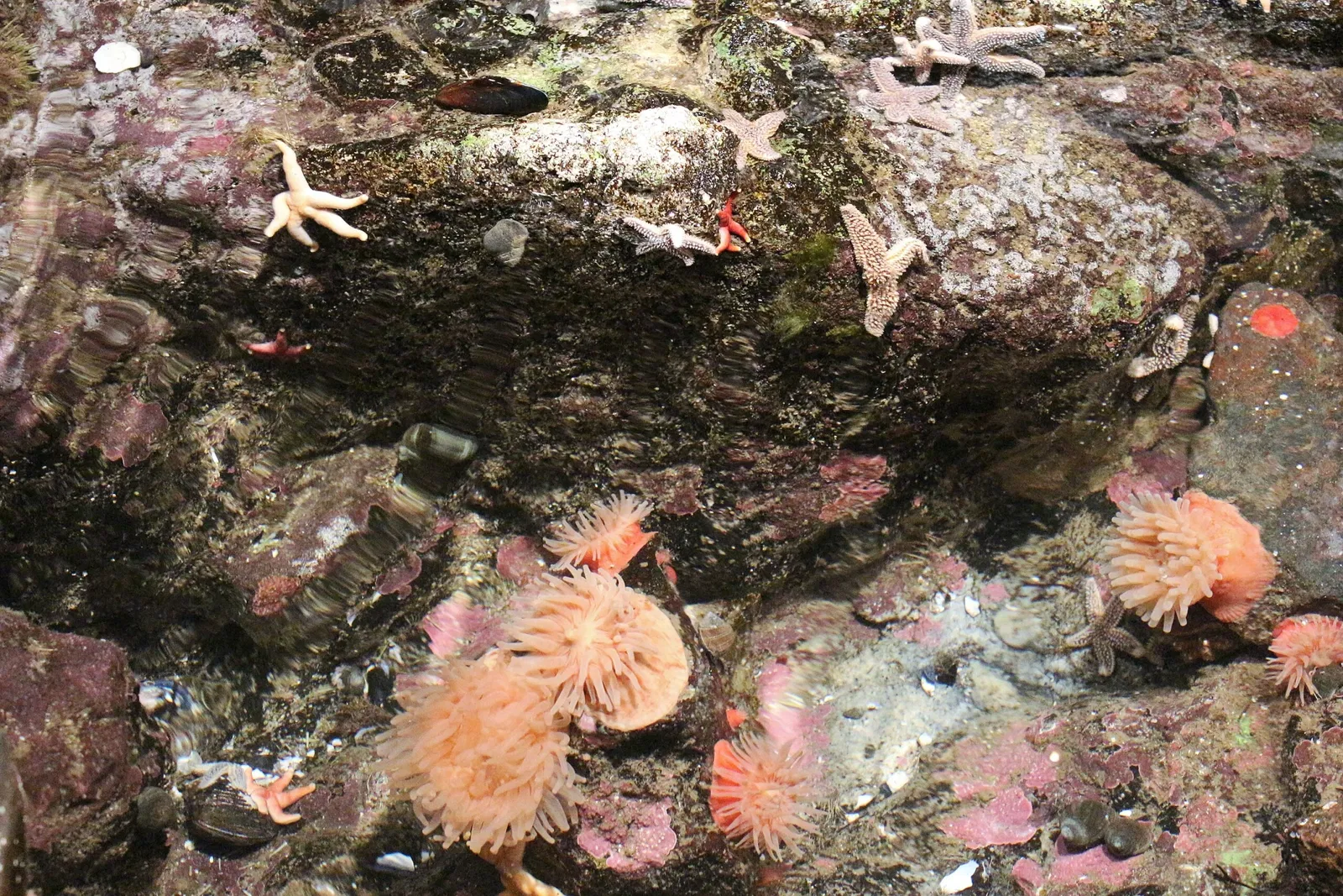 New England Aquarium