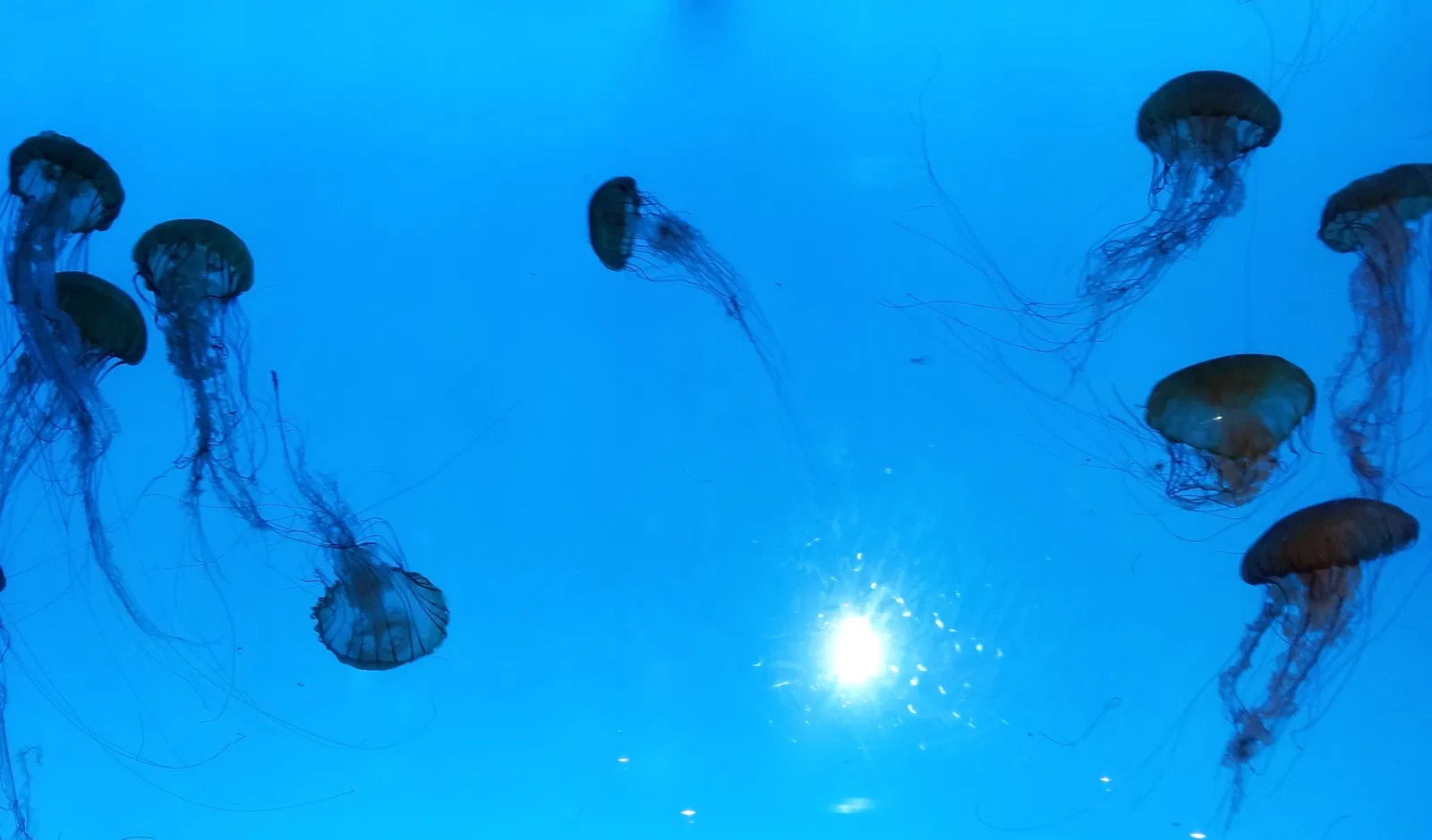 New England Aquarium