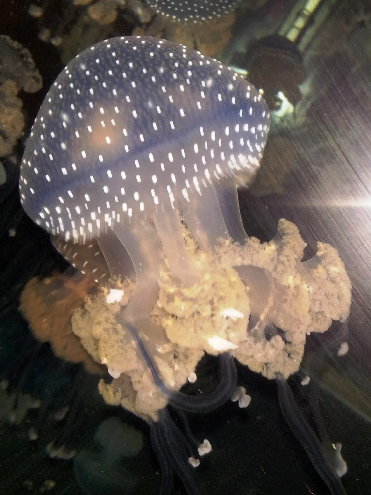 New England Aquarium