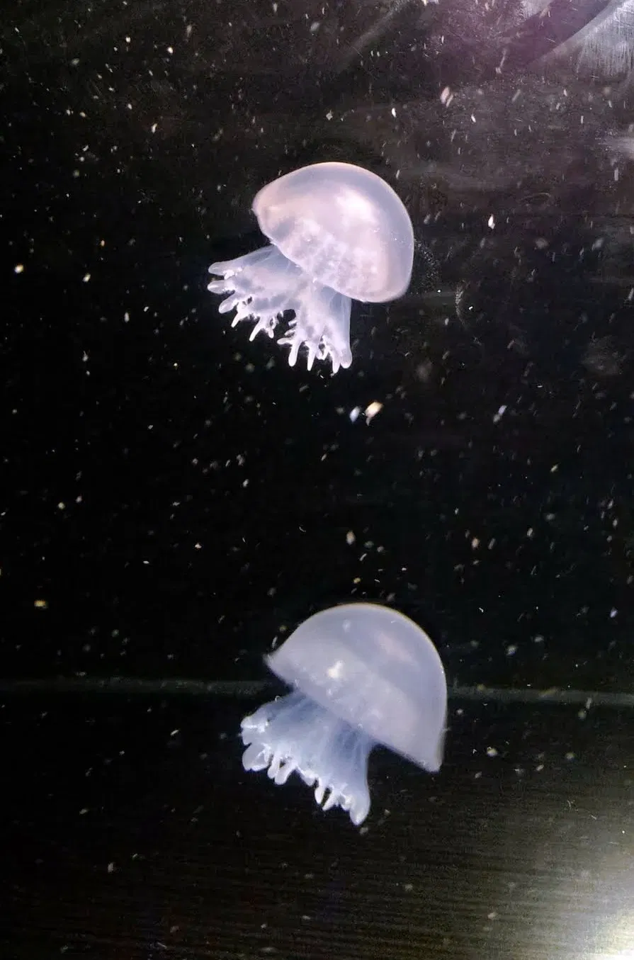 New England Aquarium