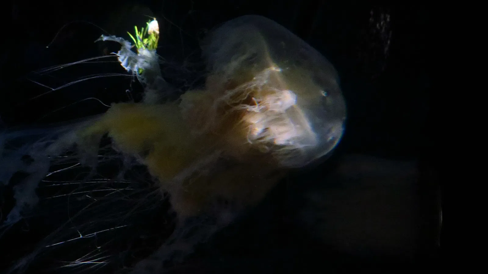 New England Aquarium