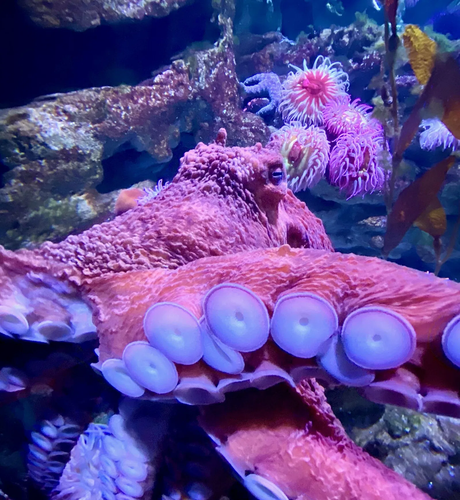 New England Aquarium