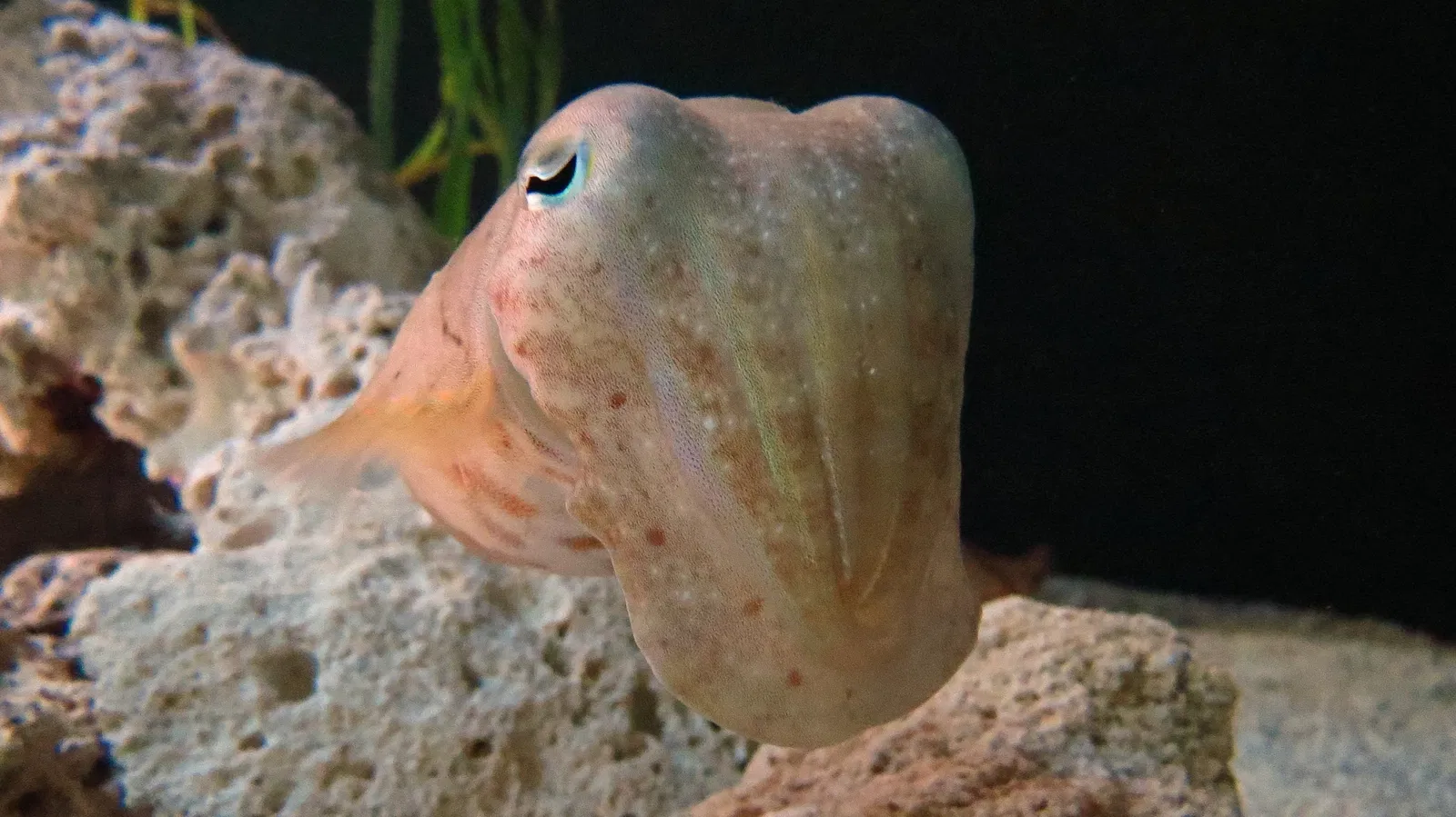 New England Aquarium
