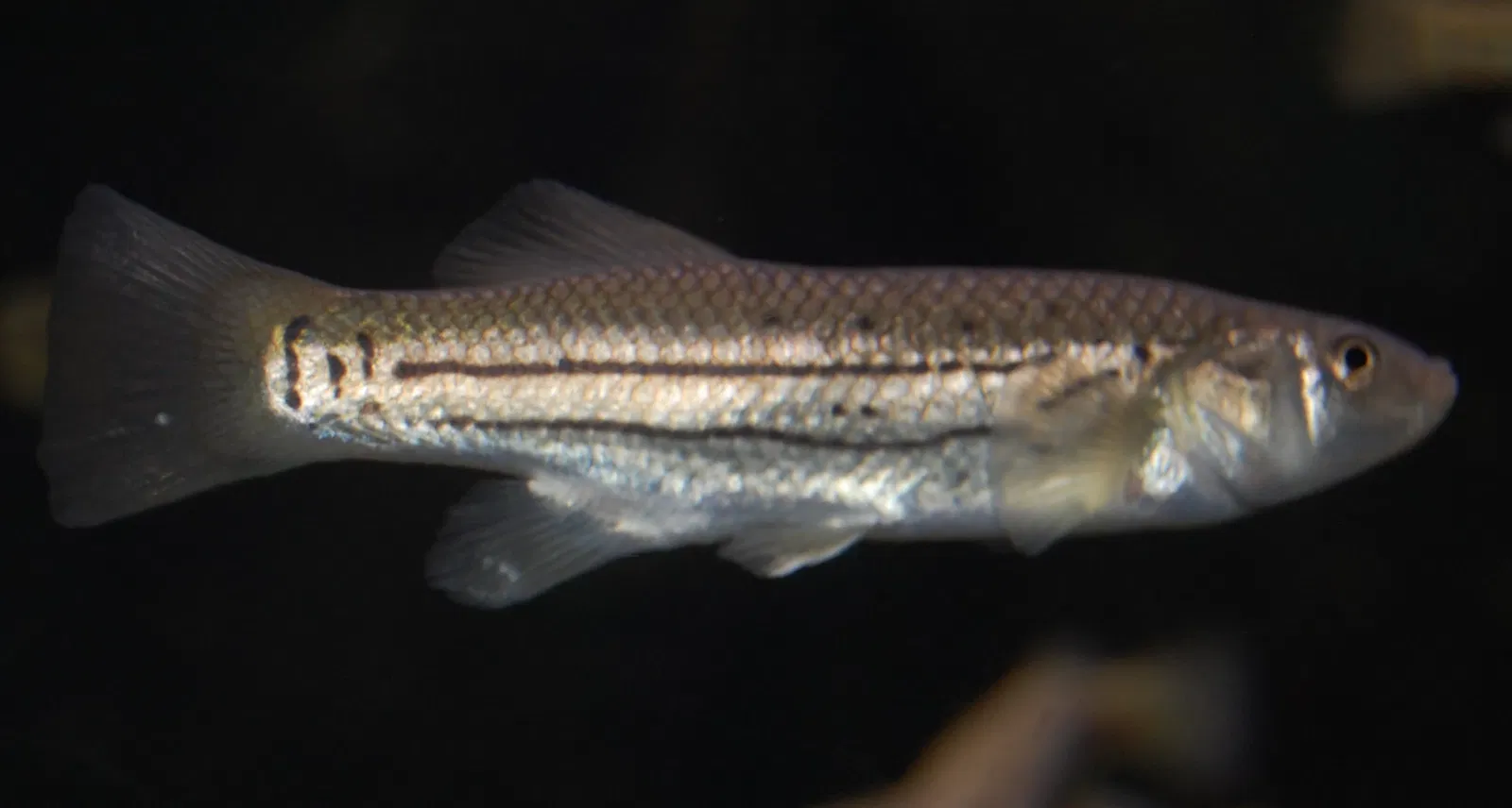 New England Aquarium