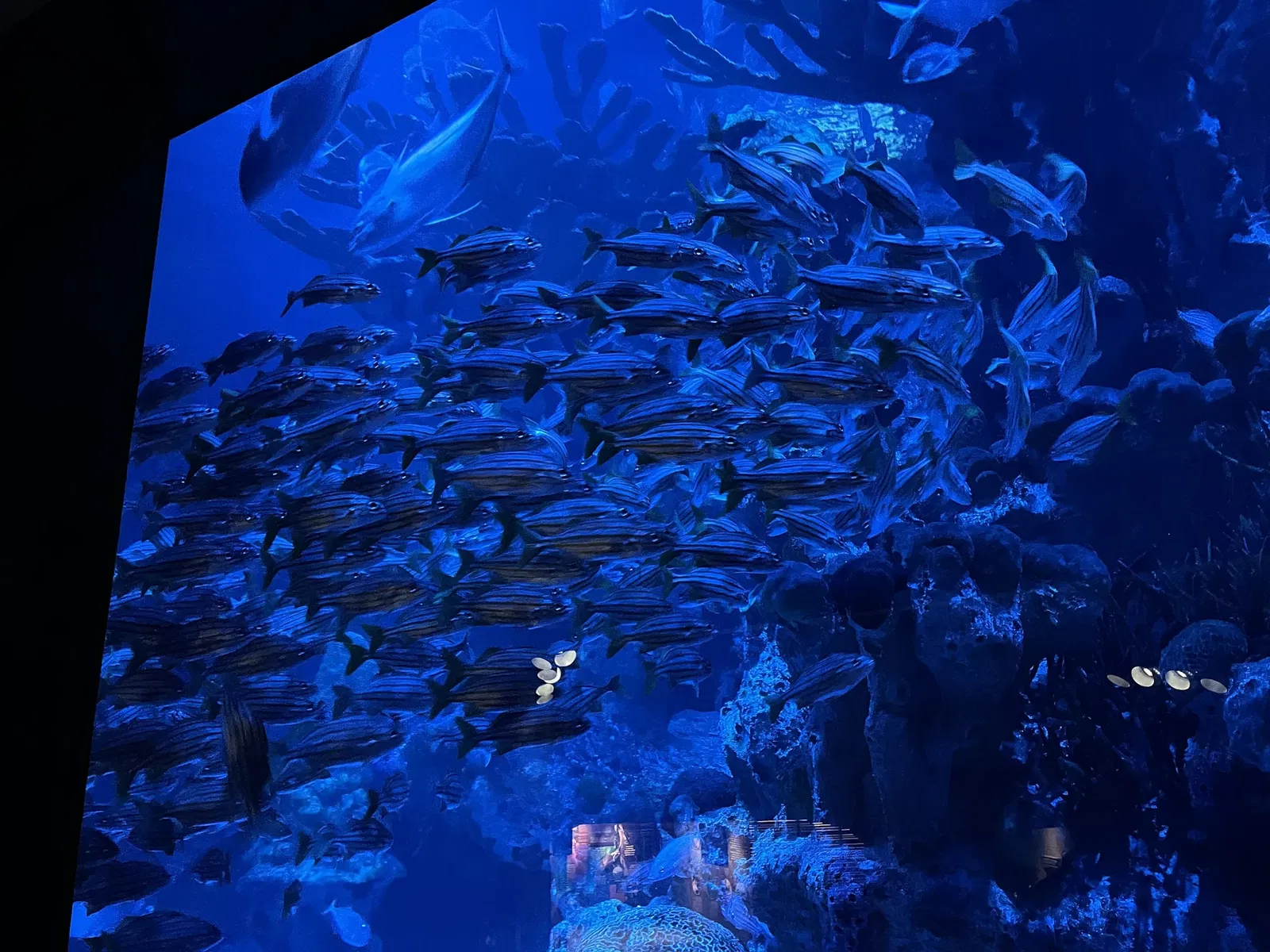 New England Aquarium