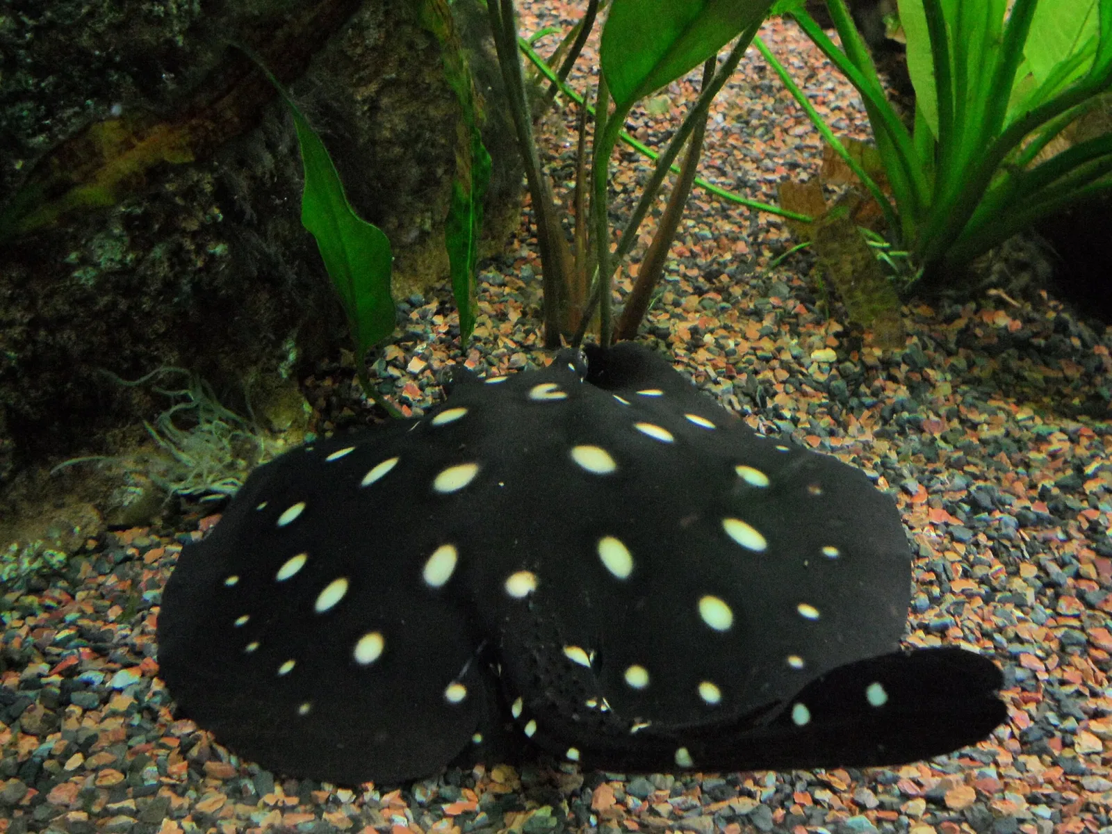 New England Aquarium