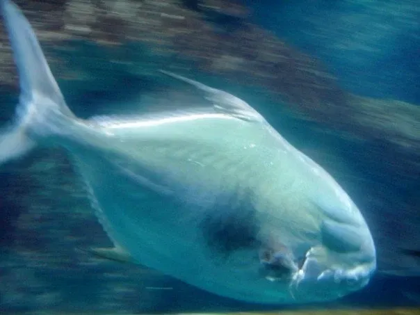 New England Aquarium