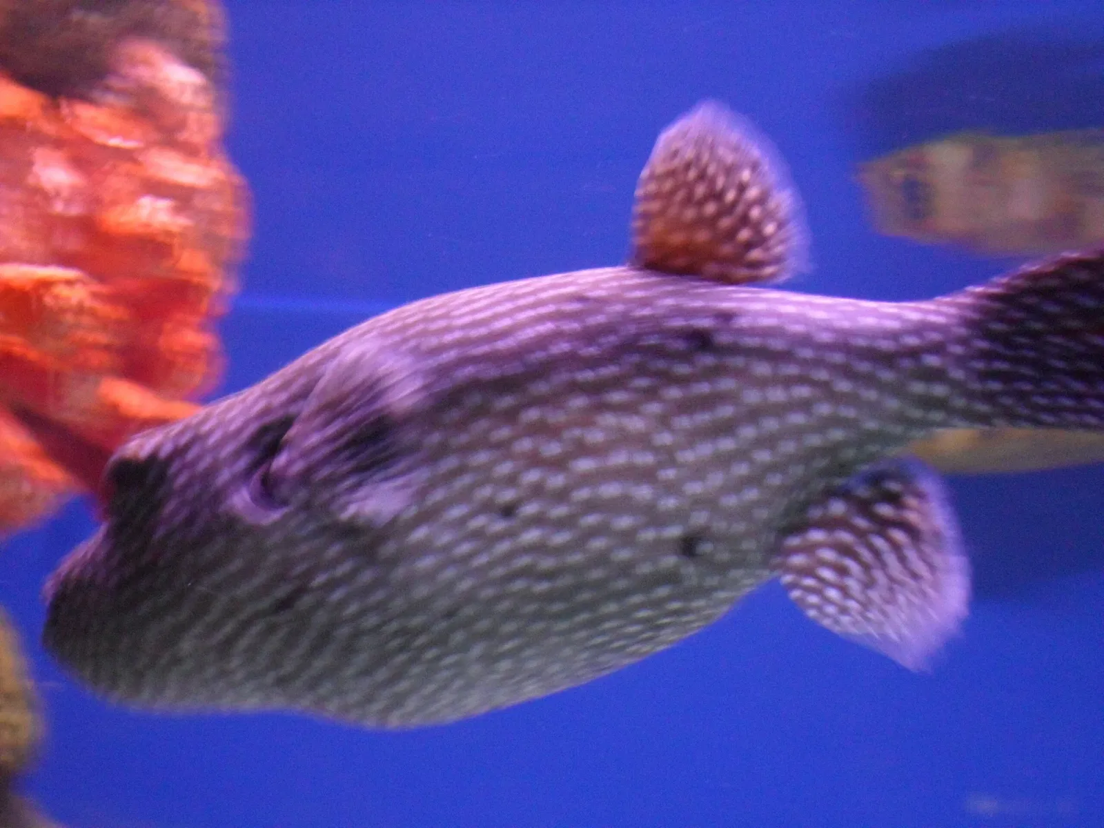 New England Aquarium