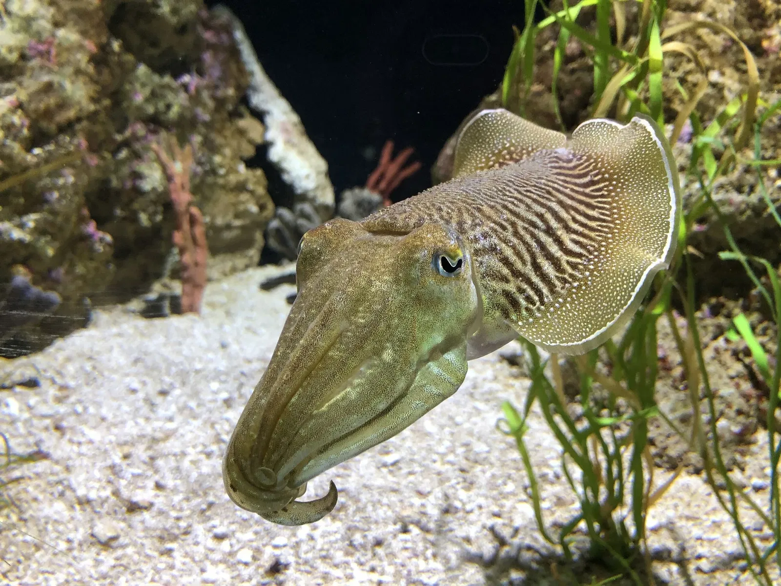 New England Aquarium