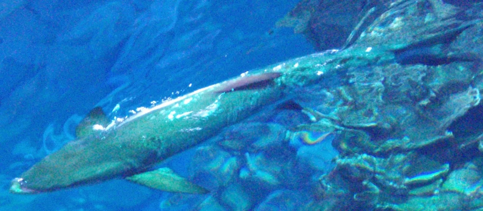 New England Aquarium