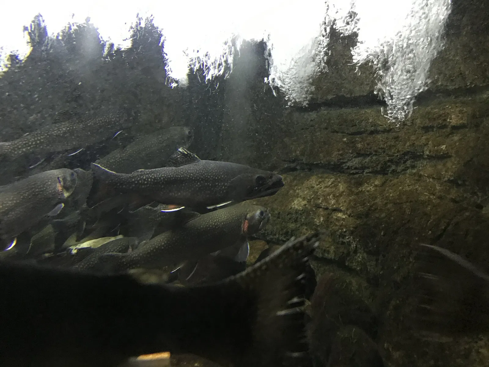 New England Aquarium