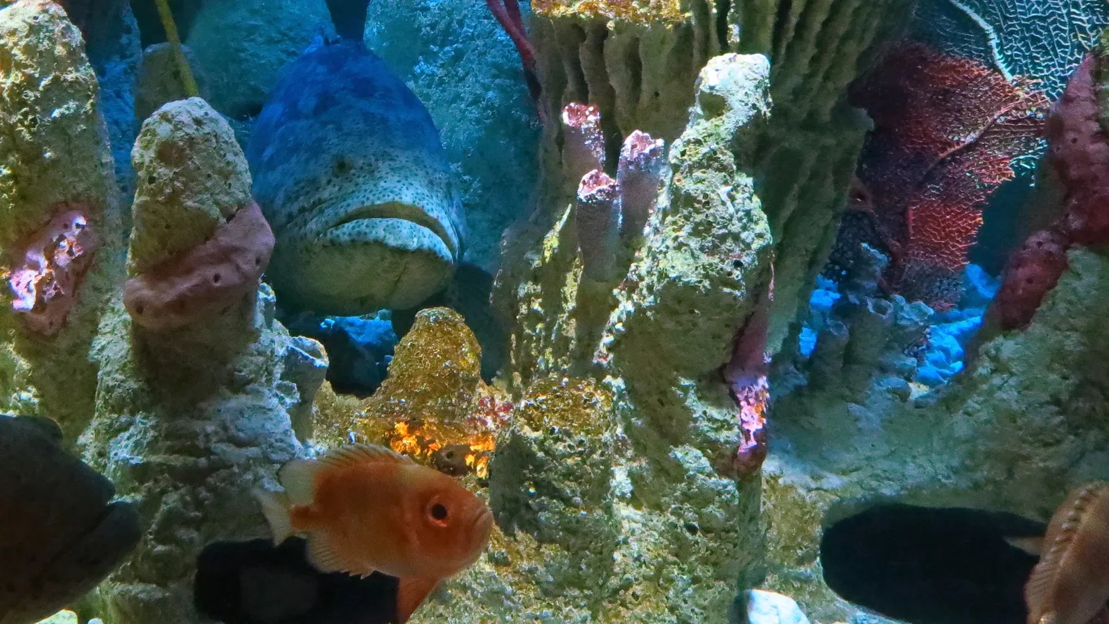 New England Aquarium