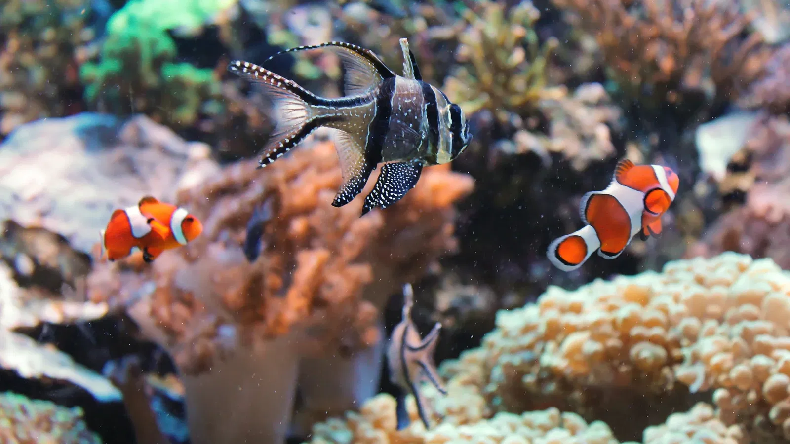 New England Aquarium