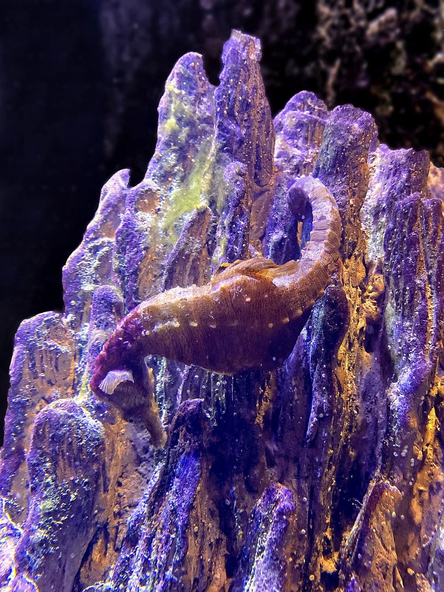 New England Aquarium