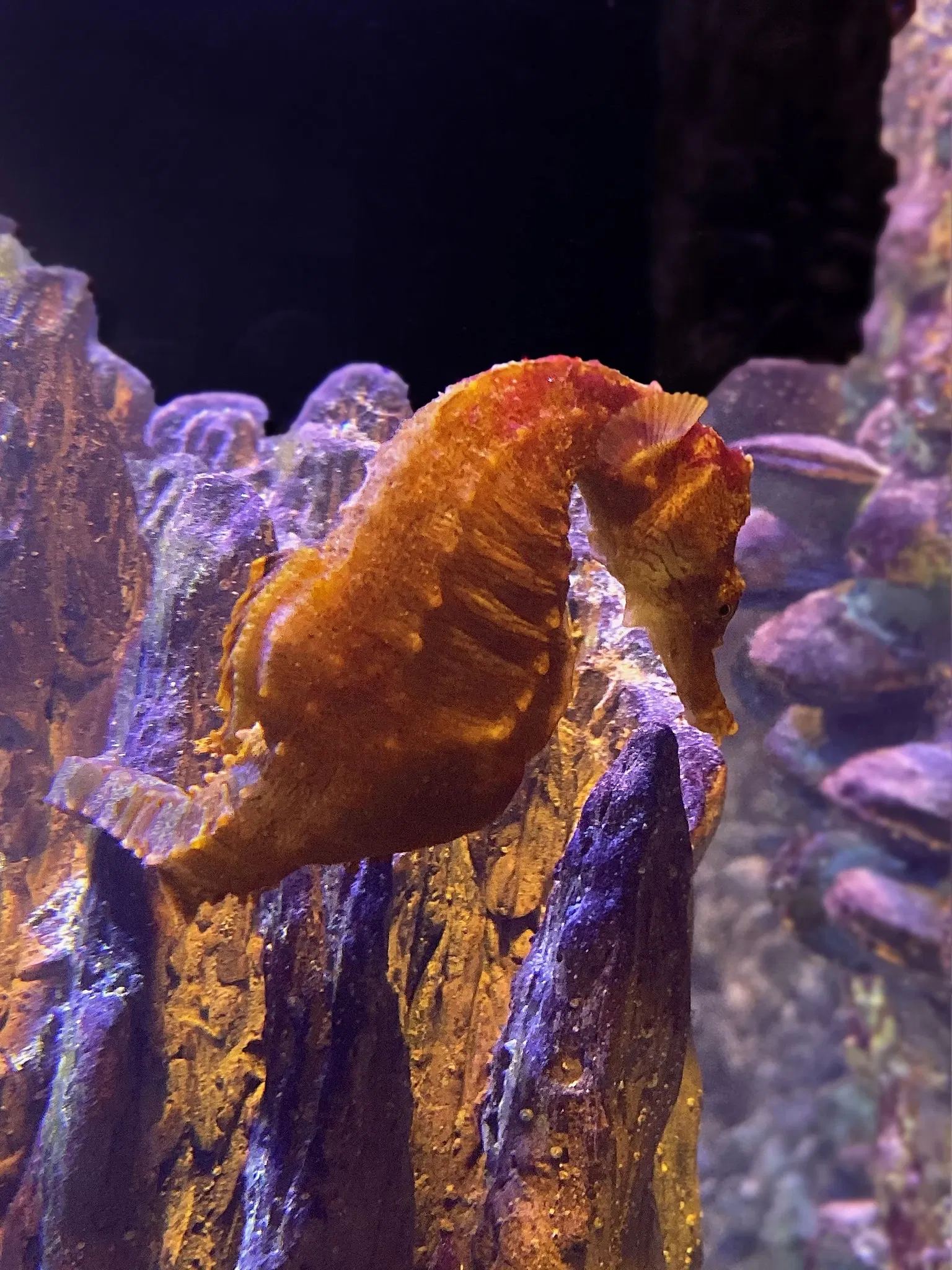 New England Aquarium