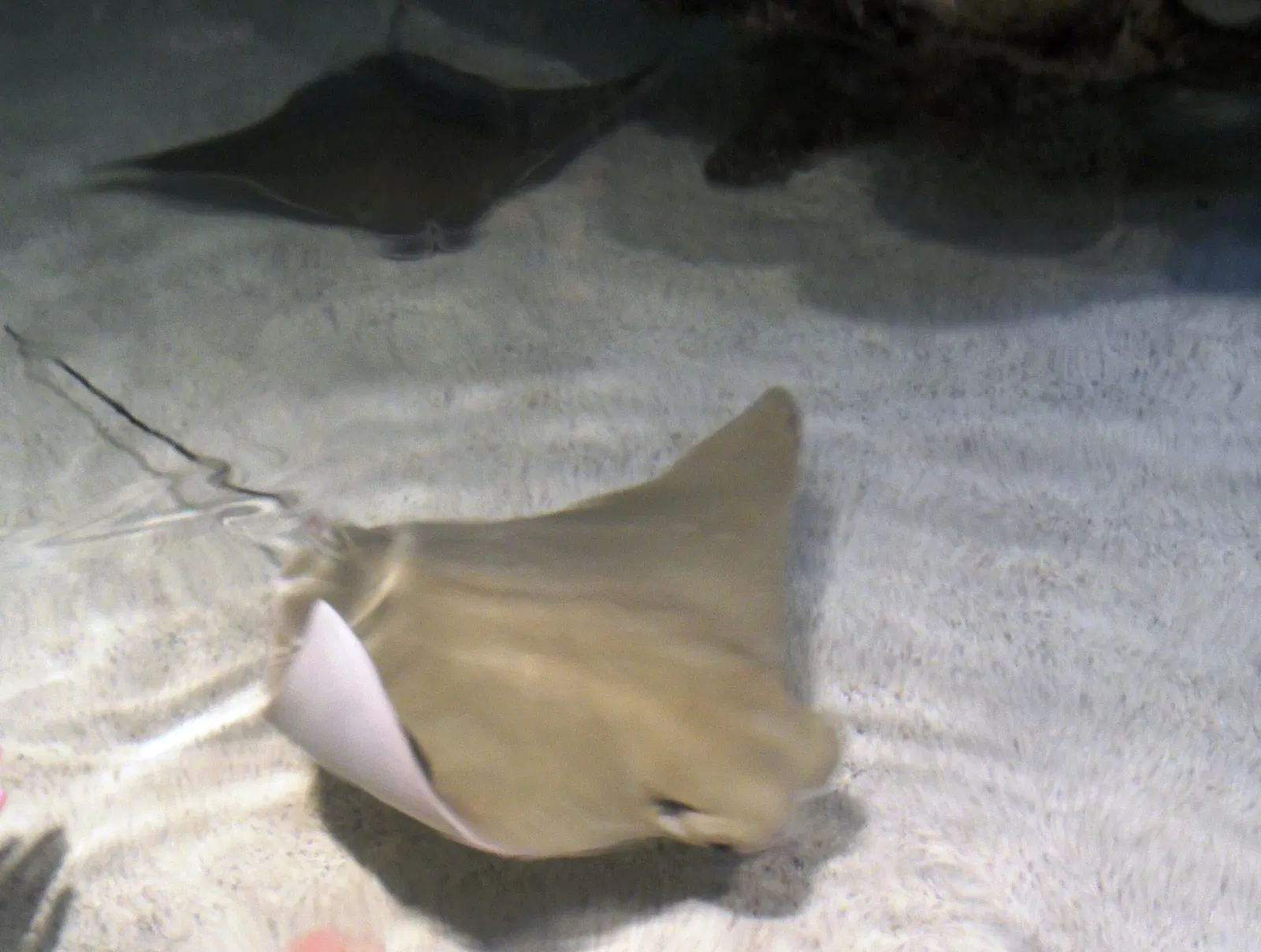 New England Aquarium