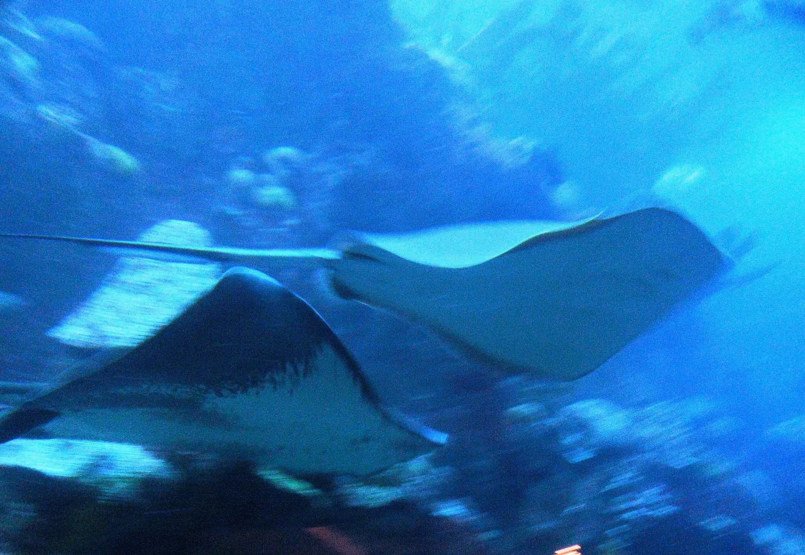 New England Aquarium