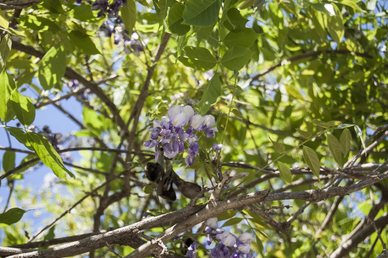 New Orleans Botanical Garden