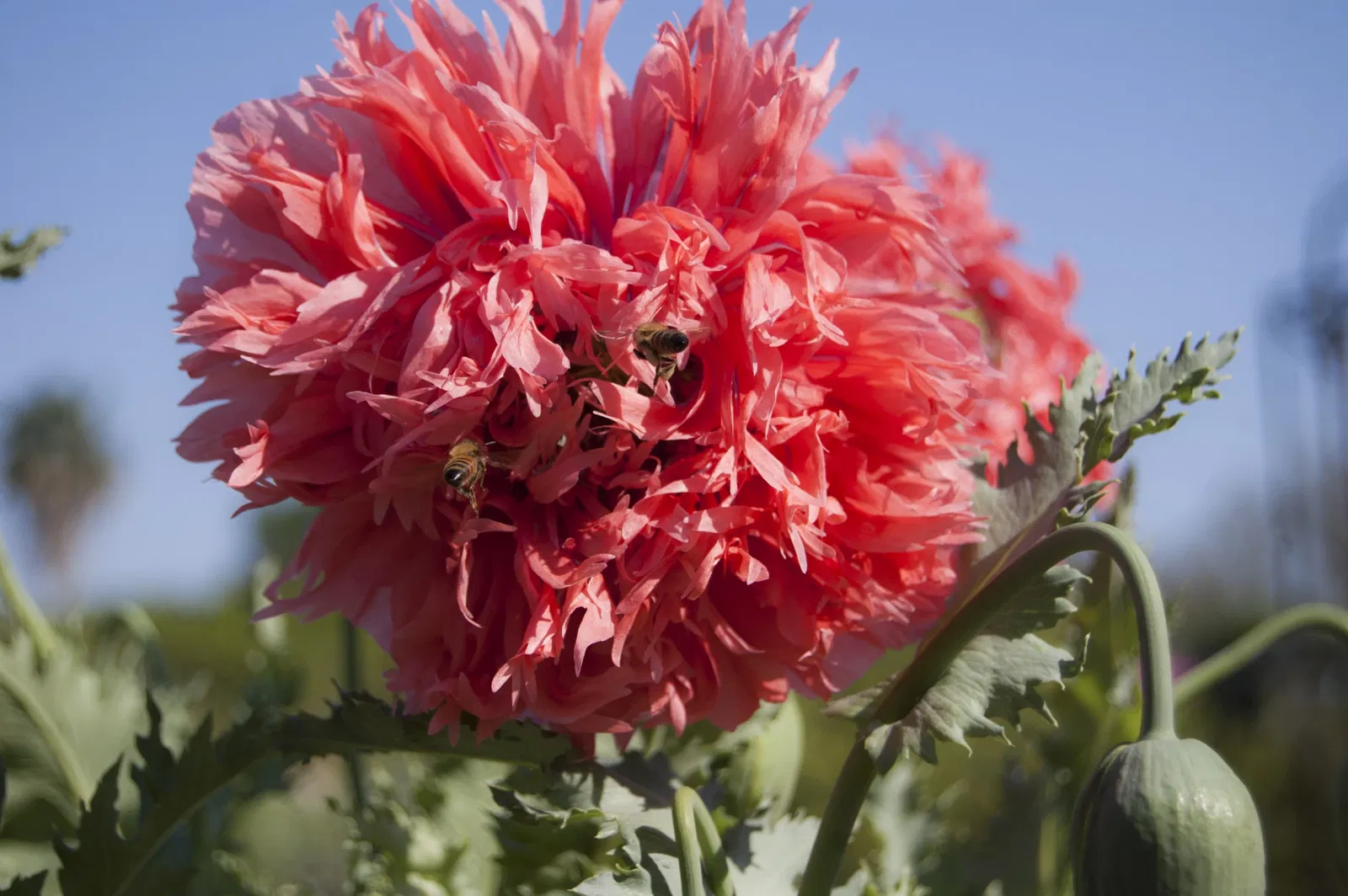 New Orleans Botanical Garden
