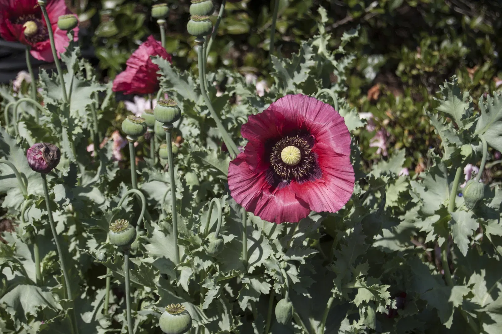 New Orleans Botanical Garden