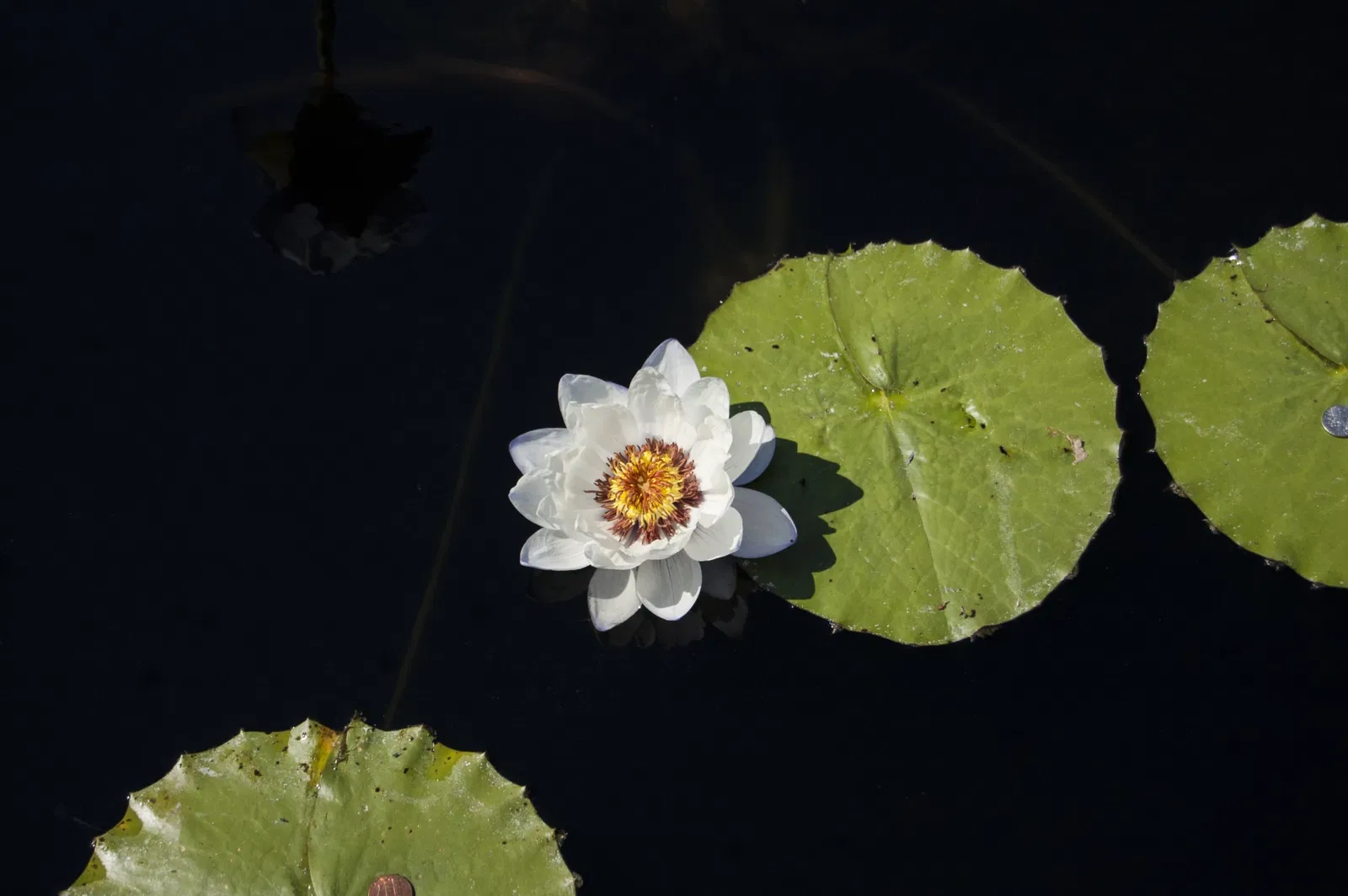 New Orleans Botanical Garden