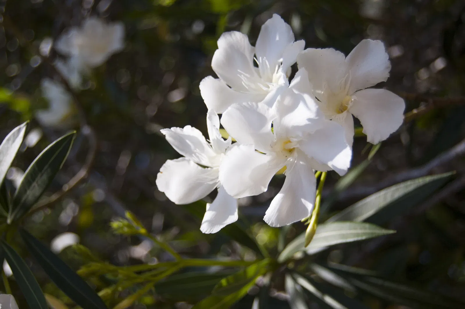 New Orleans Botanical Garden