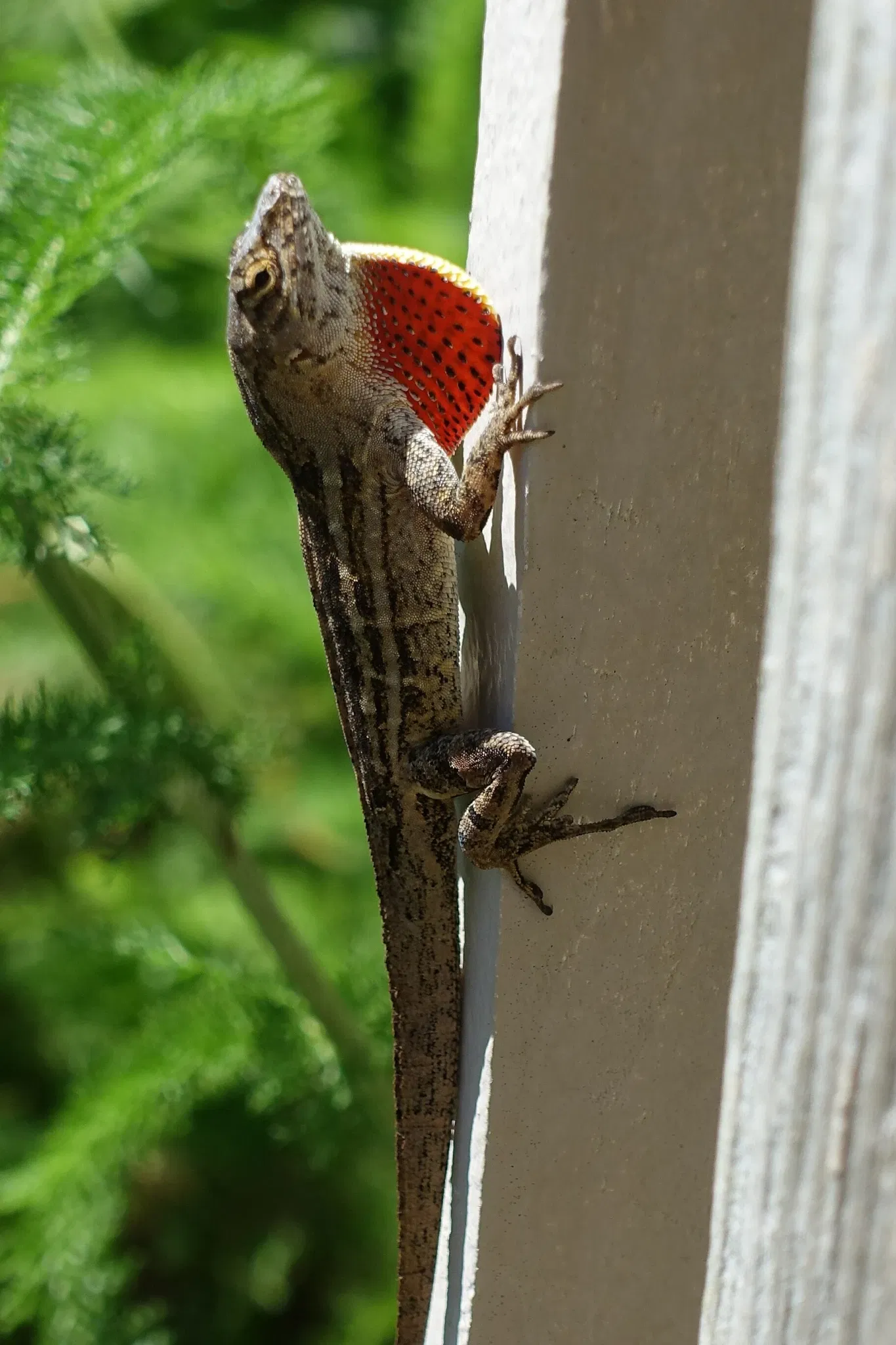 New Orleans Botanical Garden