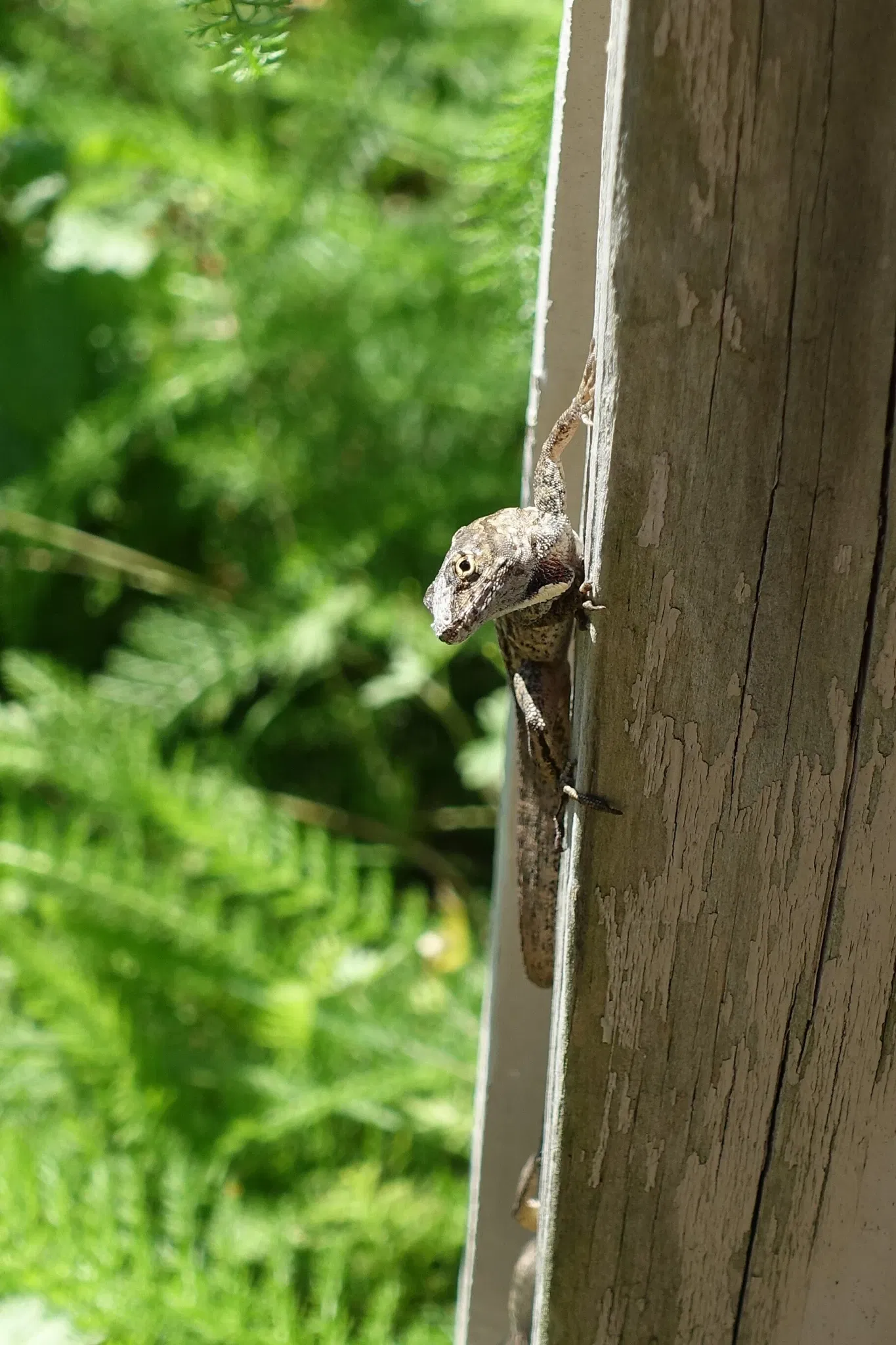 New Orleans Botanical Garden
