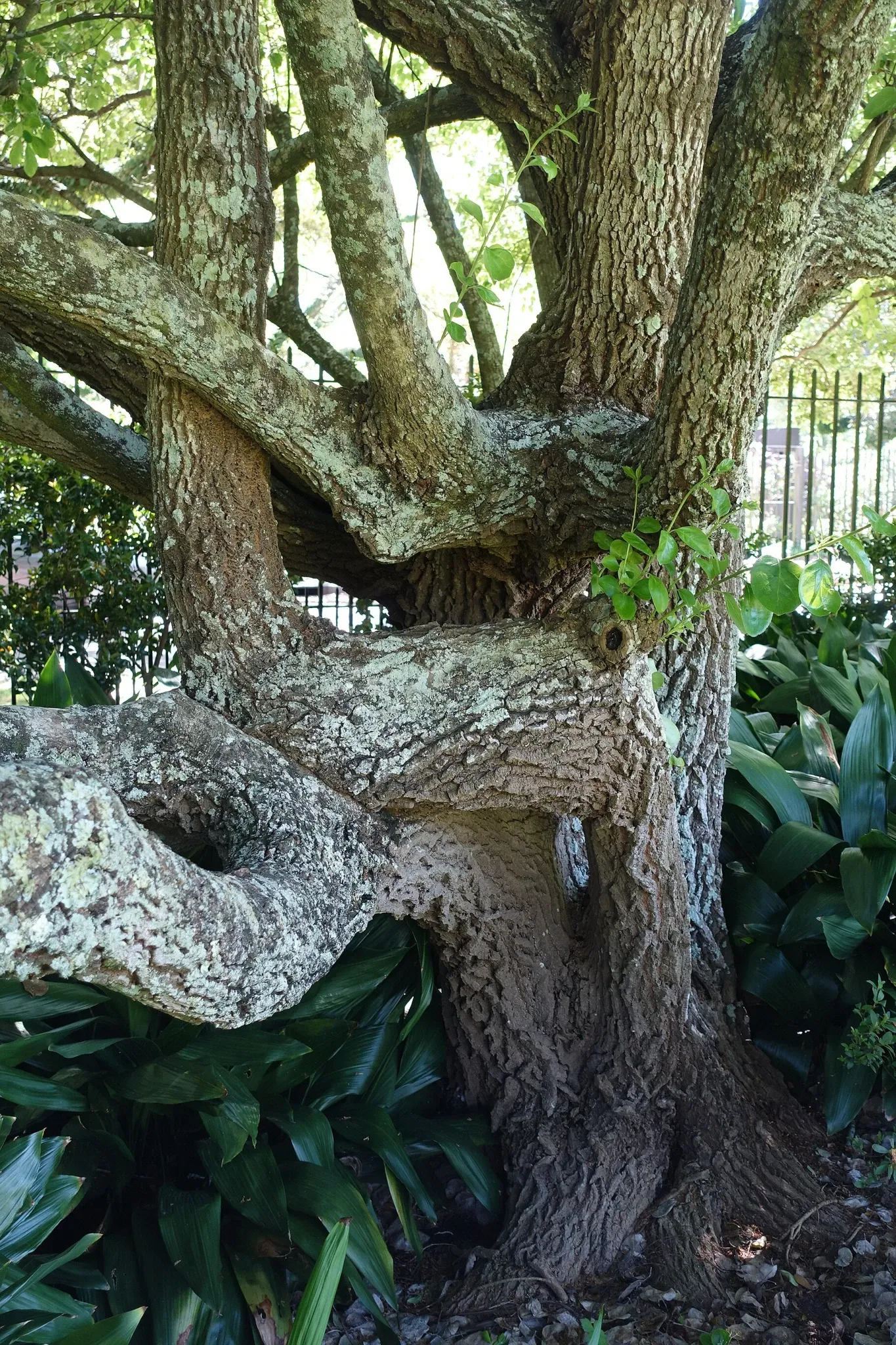 New Orleans Botanical Garden